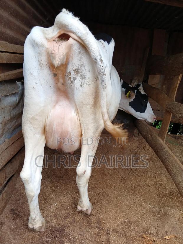 Pedigree Hostein. - main view