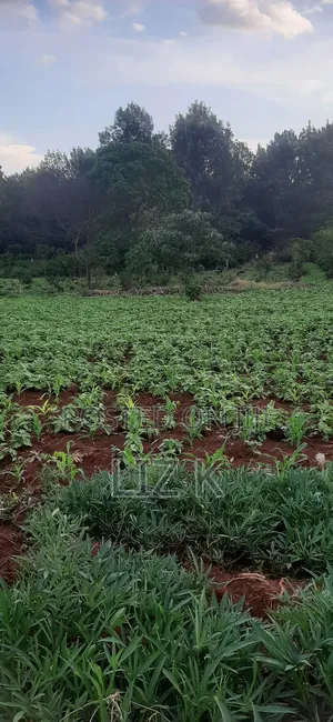 Controlled 1/4 Plots for Sale in Thika-Gatanga Rd.Karangaita