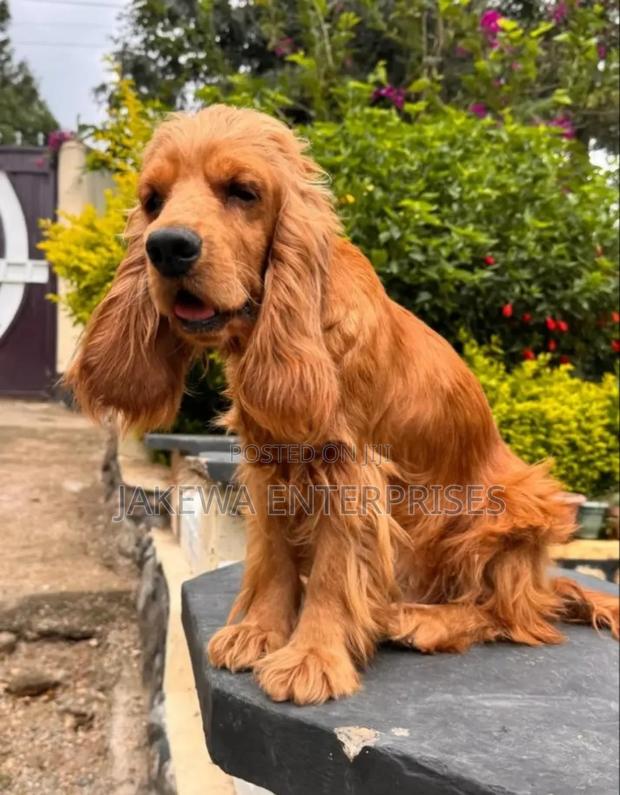 1-3 months Male Purebred Cocker Spaniel - main view