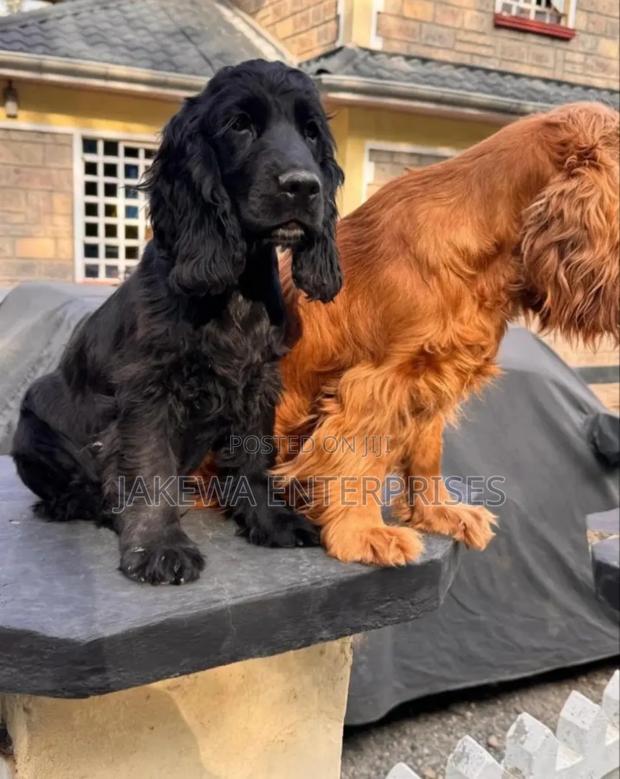 1-3 months Female Purebred Cocker Spaniel - main view