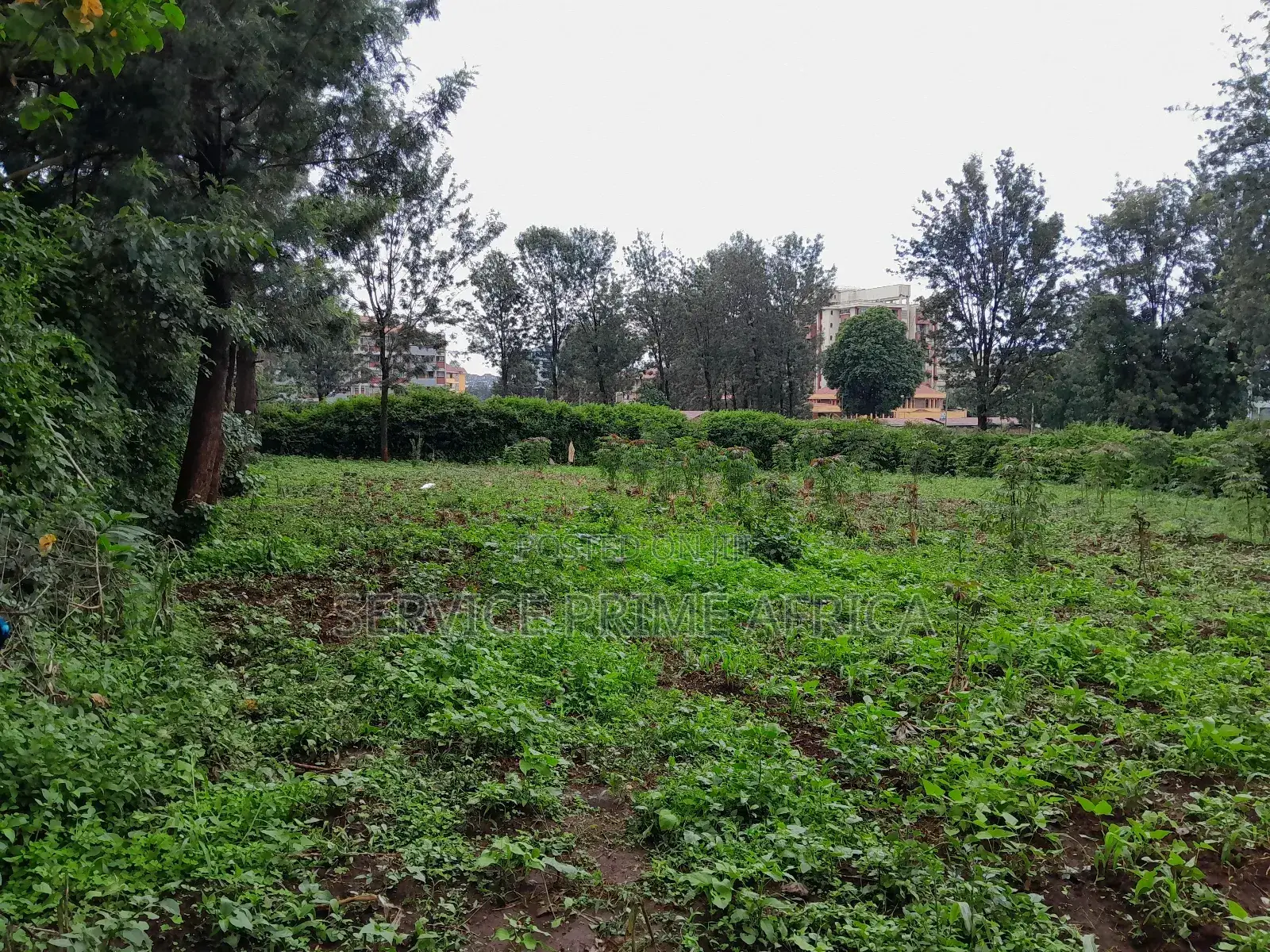 Thindingua Plot For Sale