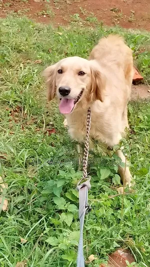 1+ year Female Purebred Golden Retriever