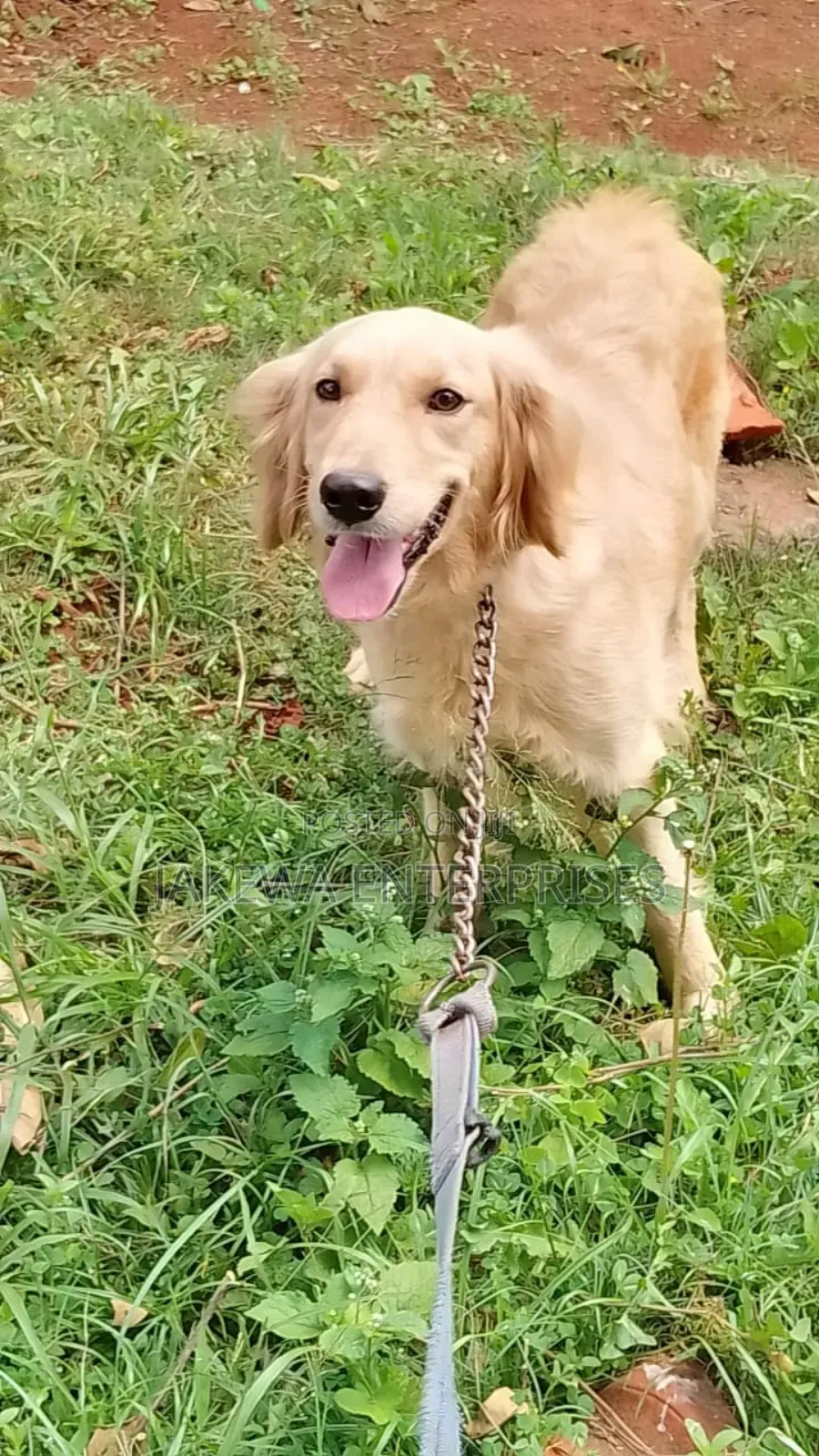1+ year Female Purebred Golden Retriever