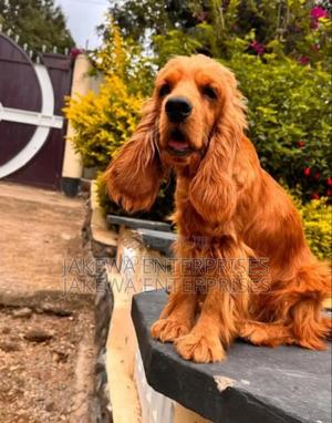 1-3 months Female Purebred Cocker Spaniel - thumbnail 2