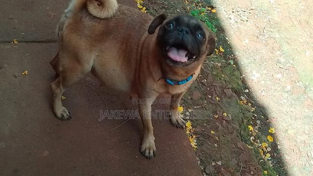 1+ year Female Purebred Pug