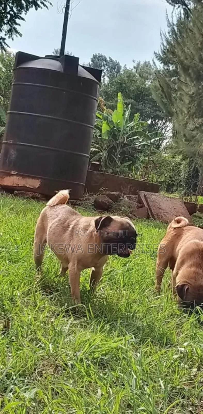 1+ year Male Purebred Pug