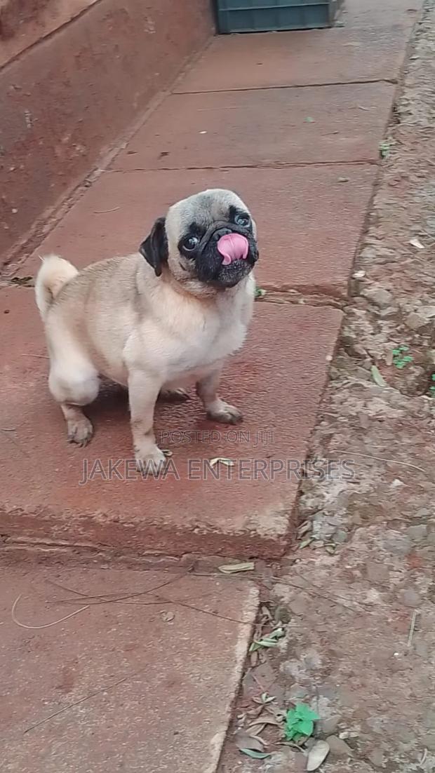 1+ year Male Purebred Pug