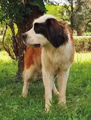 1+ year Female Purebred Saint Bernard