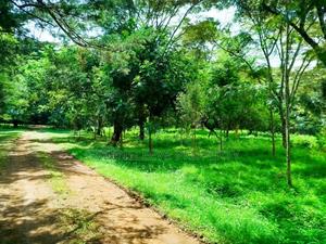 Land for Sale - thumbnail 2