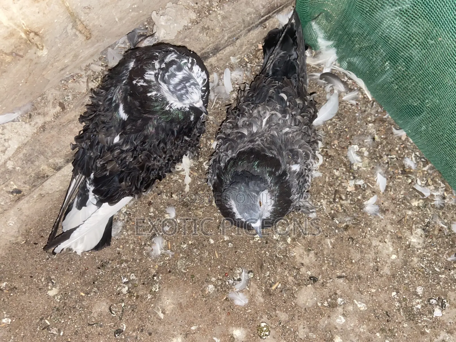 Beautiful Frill Back Frillback Pigeon Pair