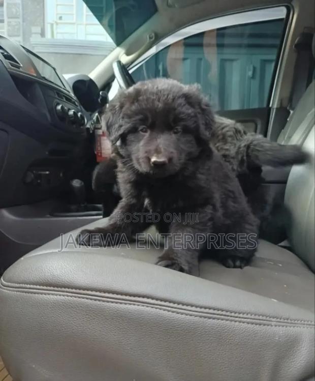 1-3 months Male Purebred German Shepherd