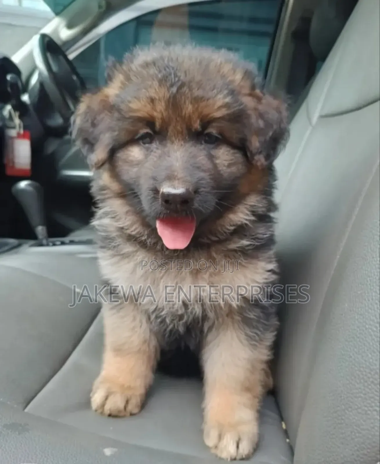 1-3 months Male Purebred German Shepherd
