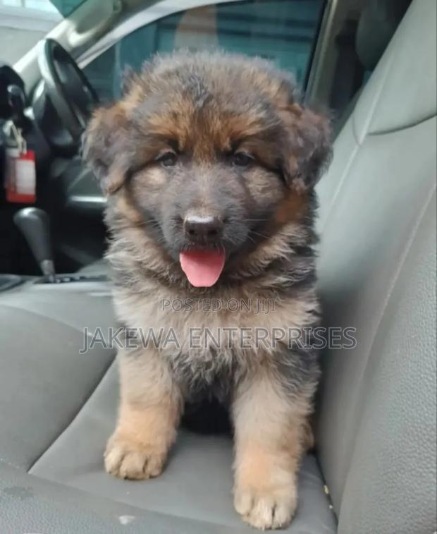1-3 months Male Purebred German Shepherd