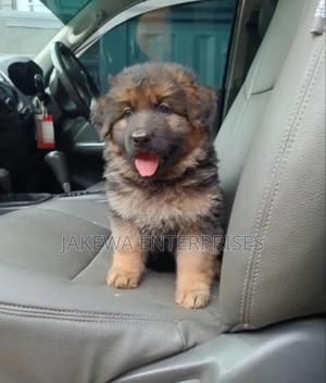 1-3 months Female Purebred German Shepherd - thumbnail 2