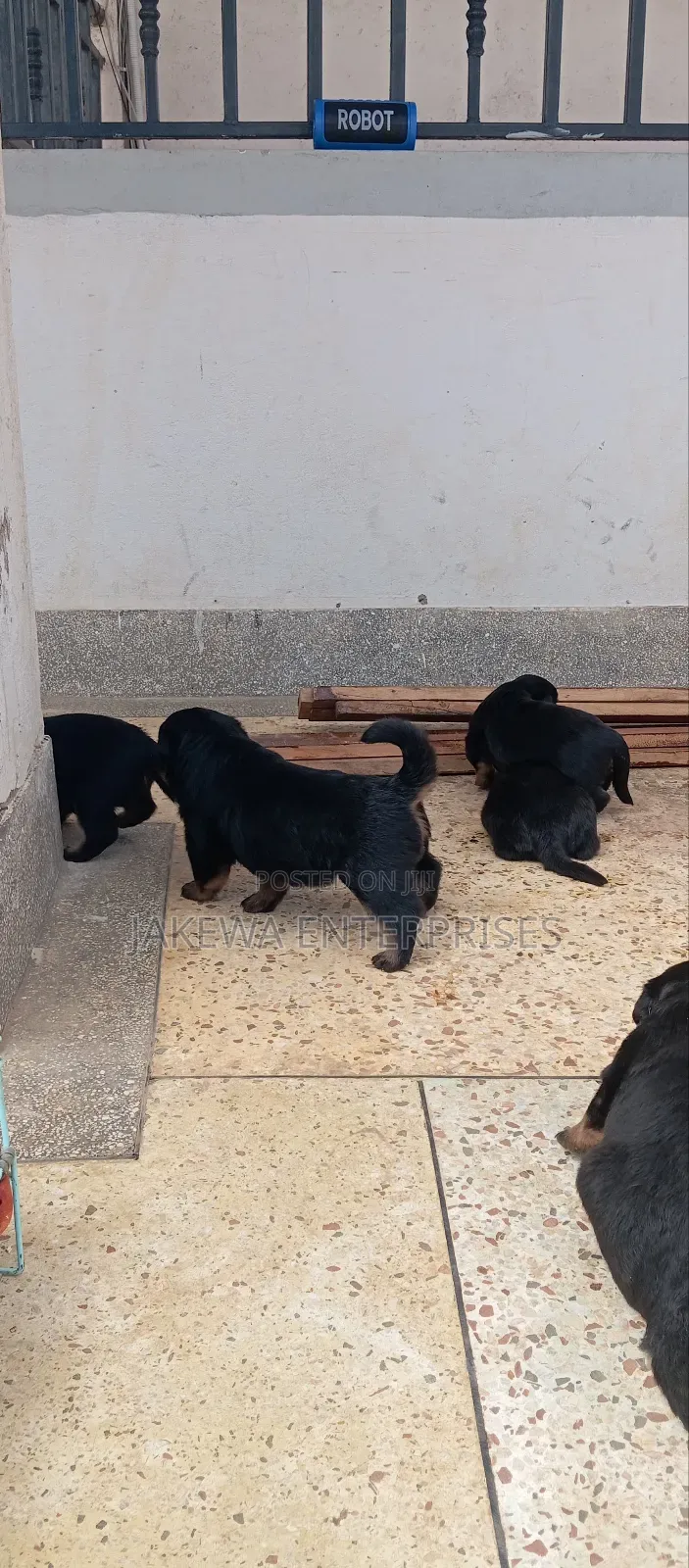 1-3 months Male Purebred Rottweiler