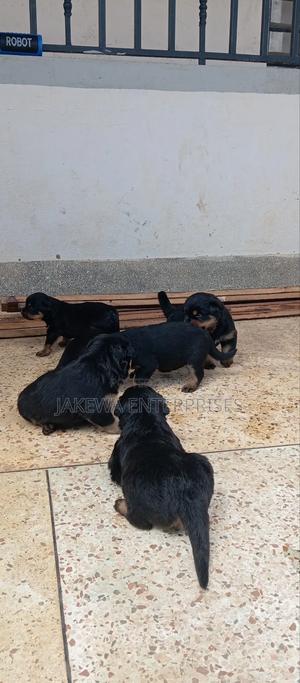 1-3 months Female Purebred Rottweiler - thumbnail 2