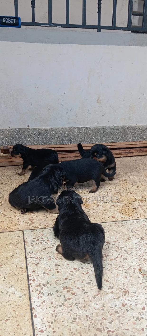 1-3 months Female Purebred Rottweiler - main view