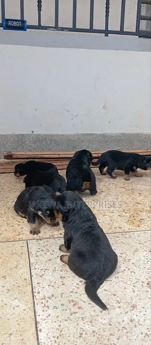 1-3 months Male Purebred Rottweiler