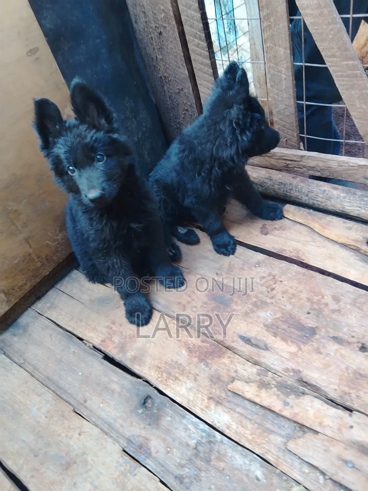 1-3 months Male Purebred German Shepherd
