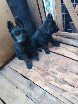 1-3 months Male Purebred German Shepherd - thumbnail 2
