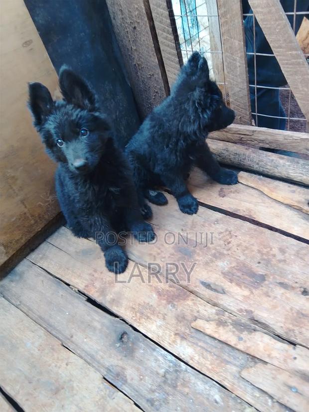 1-3 months Male Purebred German Shepherd - main view