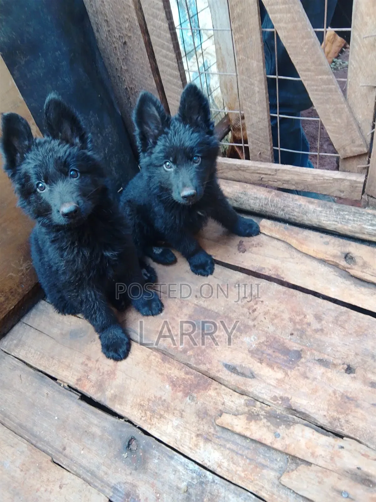 1-3 months Male Purebred German Shepherd