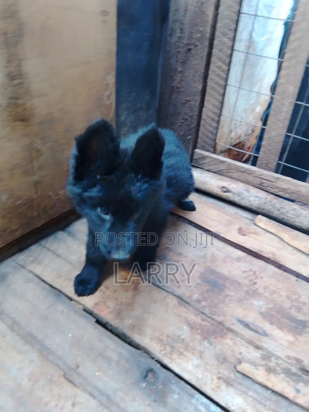 1-3 months Male Purebred German Shepherd
