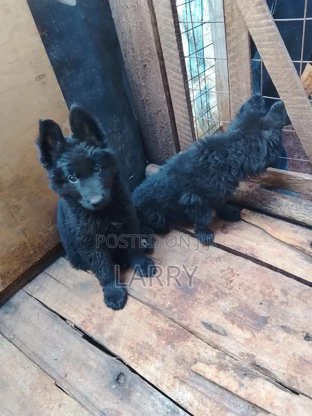 1-3 months Male Purebred German Shepherd