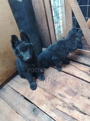 1-3 months Male Purebred German Shepherd