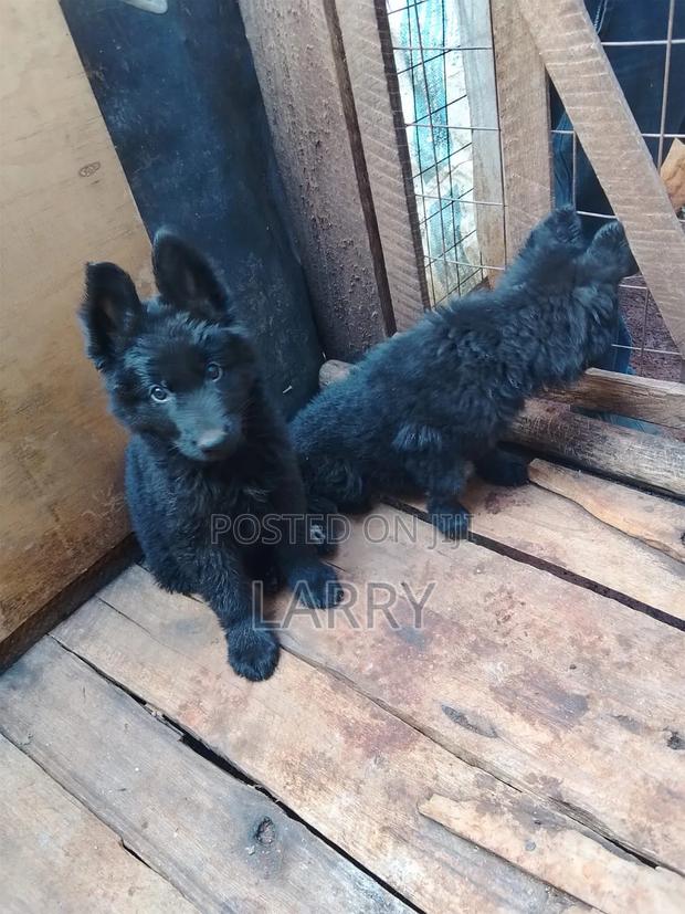 1-3 months Male Purebred German Shepherd - thumbnail 5