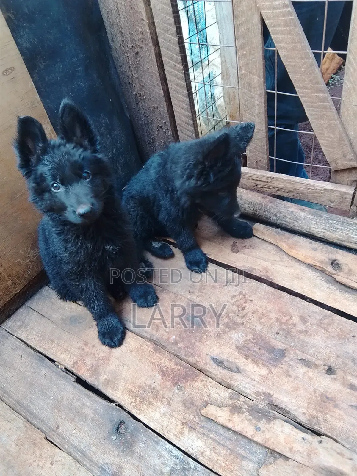 1-3 months Male Purebred German Shepherd
