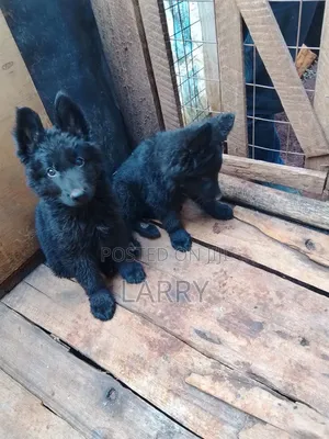 1-3 months Male Purebred German Shepherd