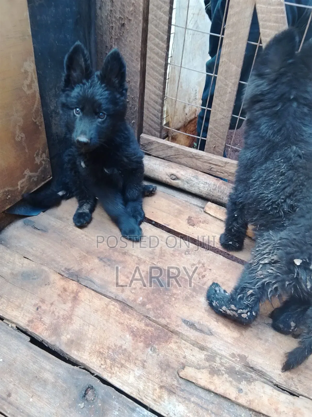 1-3 months Male Purebred German Shepherd