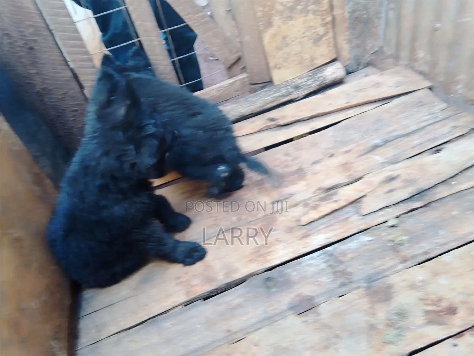 1-3 months Male Purebred German Shepherd
