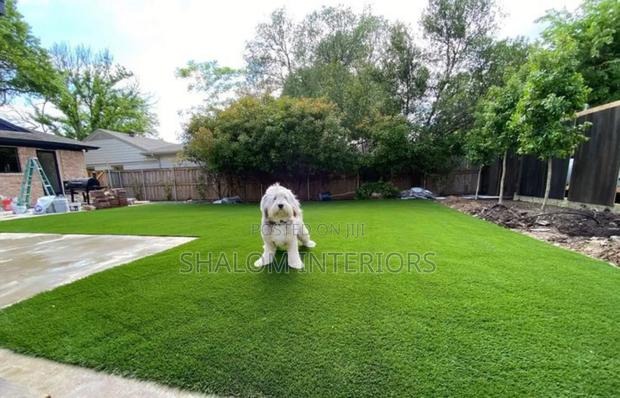 Dog-Friendly Turfgrass - main view