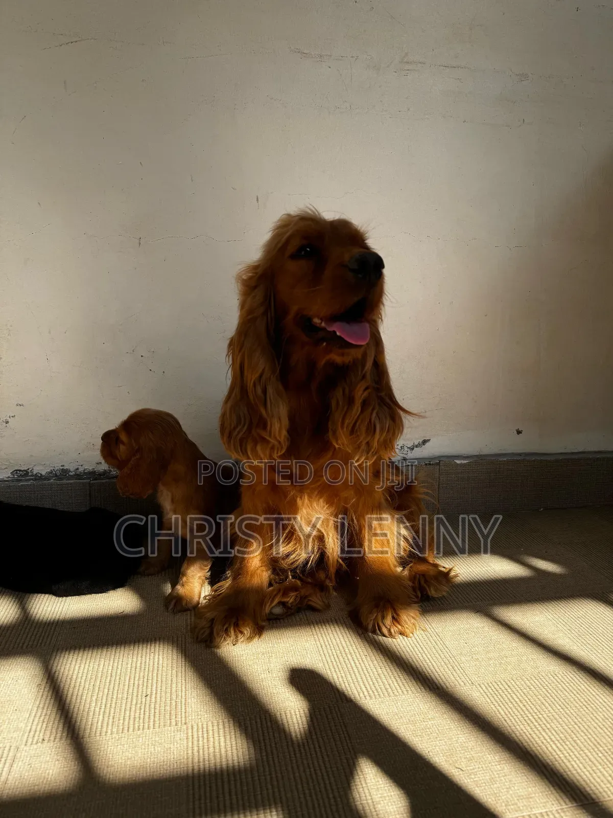 1-3 months Male Purebred Cocker Spaniel