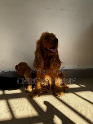 1-3 months Male Purebred Cocker Spaniel