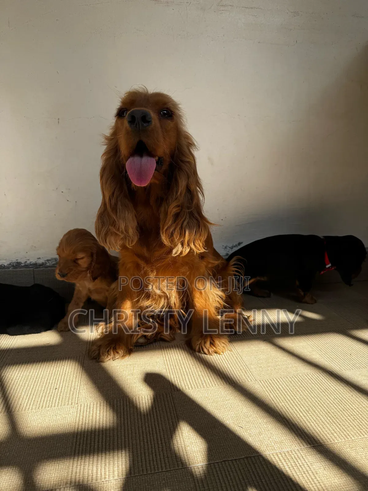1-3 months Male Purebred Cocker Spaniel