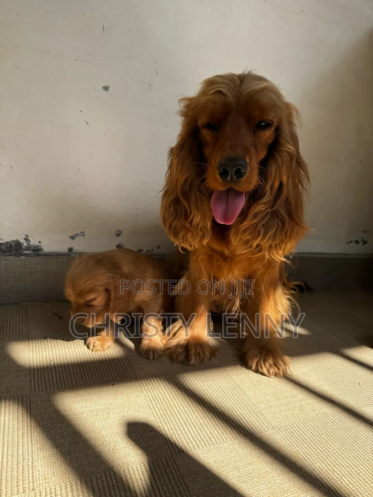 1-3 months Male Purebred Cocker Spaniel