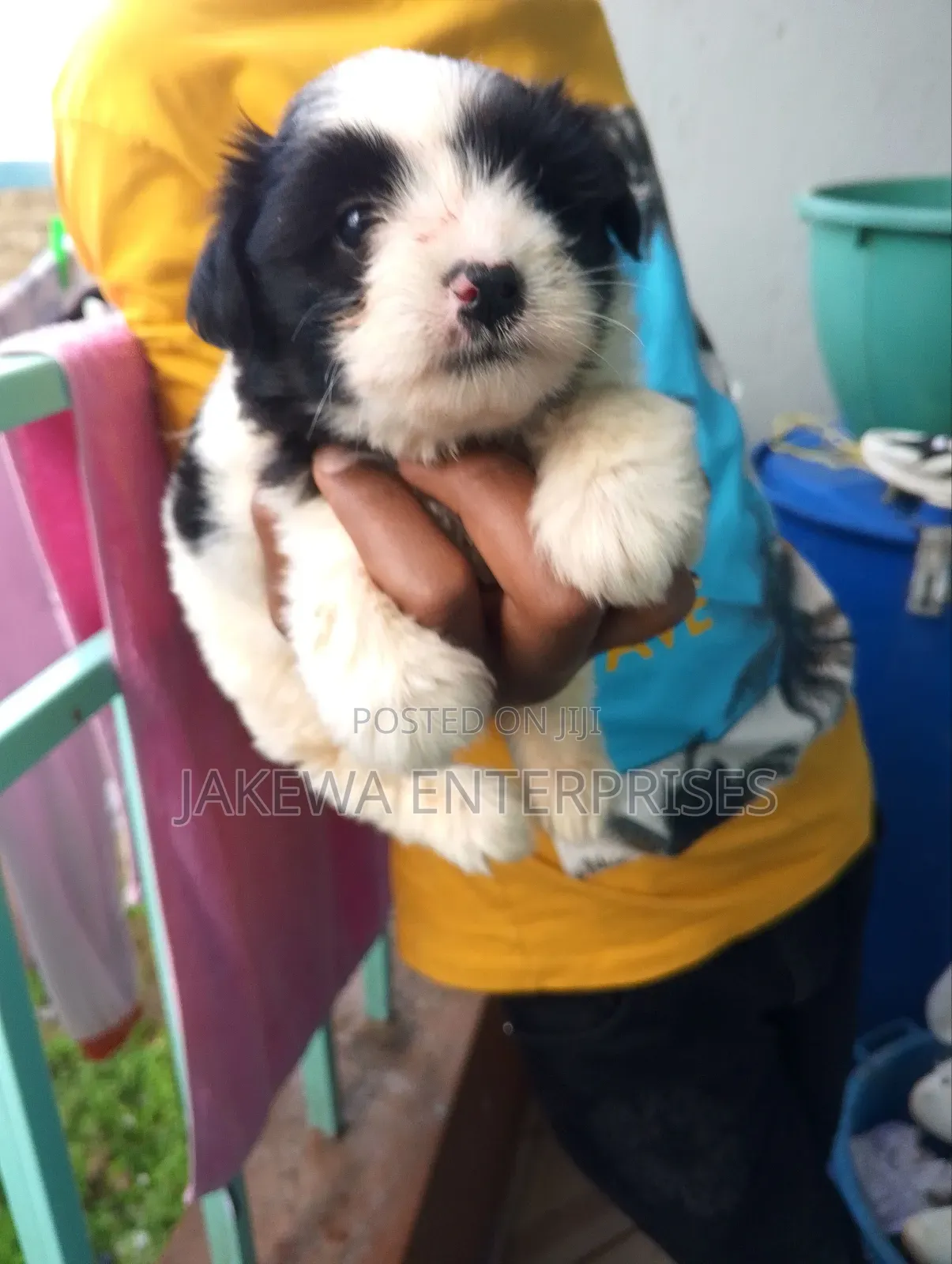1-3 months Female Purebred Havanese