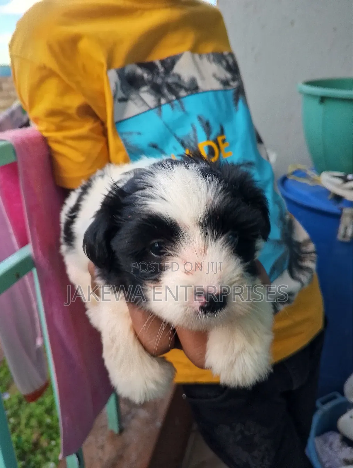 1-3 months Female Purebred Havanese
