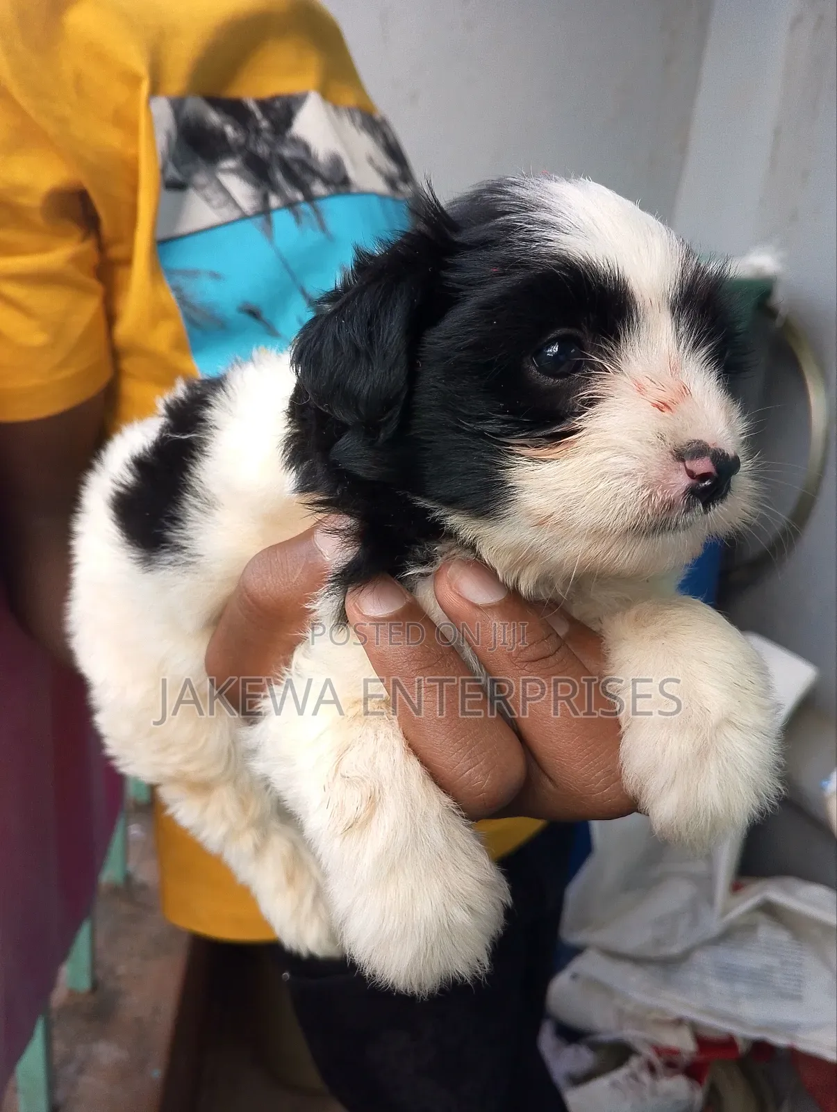 1-3 months Female Purebred Havanese