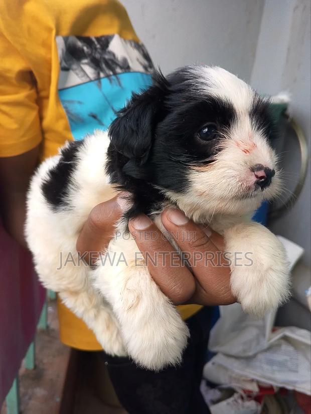 1-3 months Female Purebred Havanese - main view