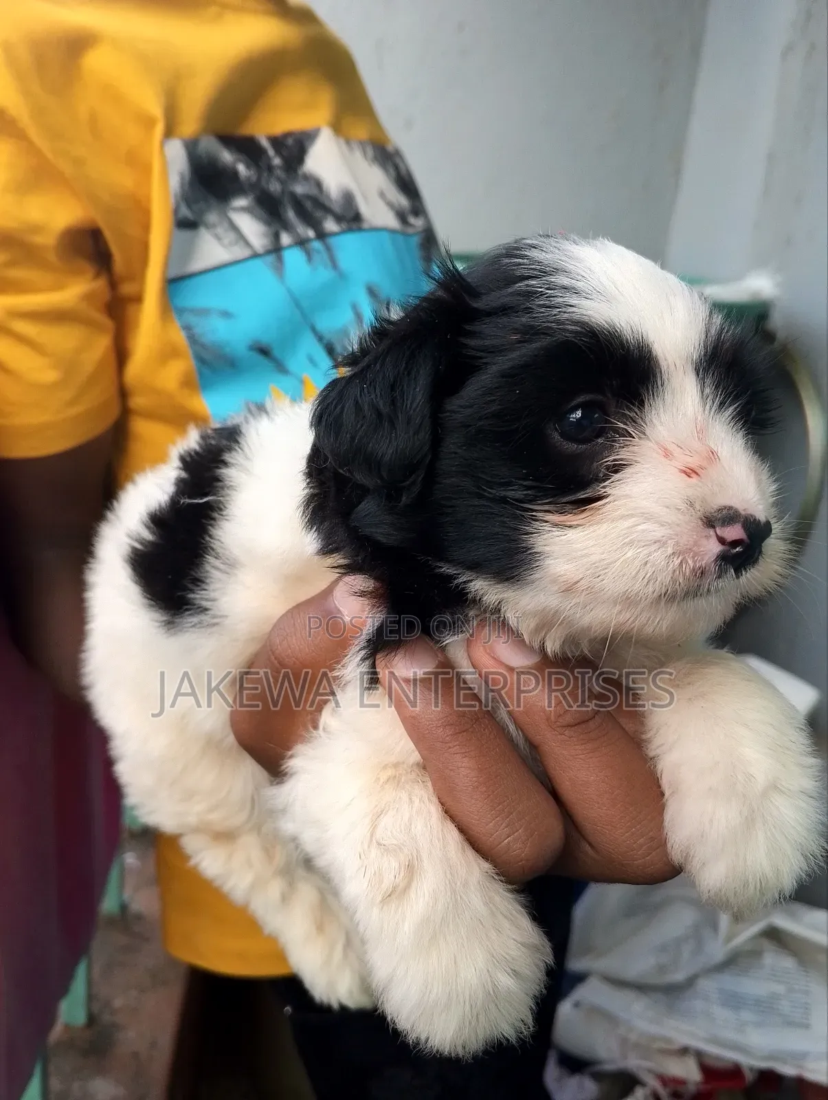 1-3 months Female Purebred Havanese
