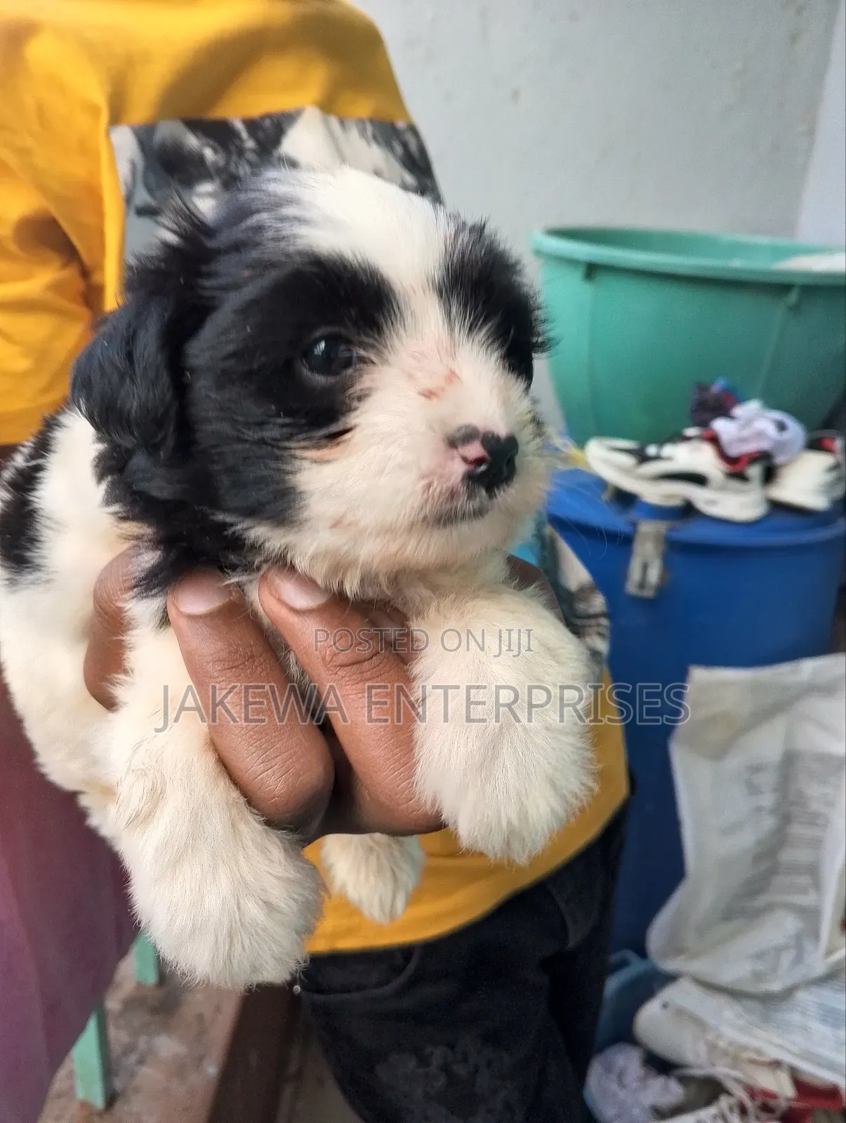 1-3 months Female Purebred Havanese