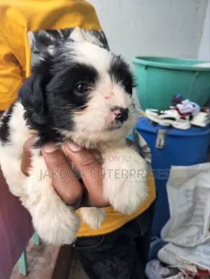 1-3 months Female Purebred Havanese