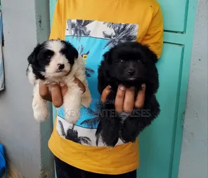1-3 months Female Purebred Havanese