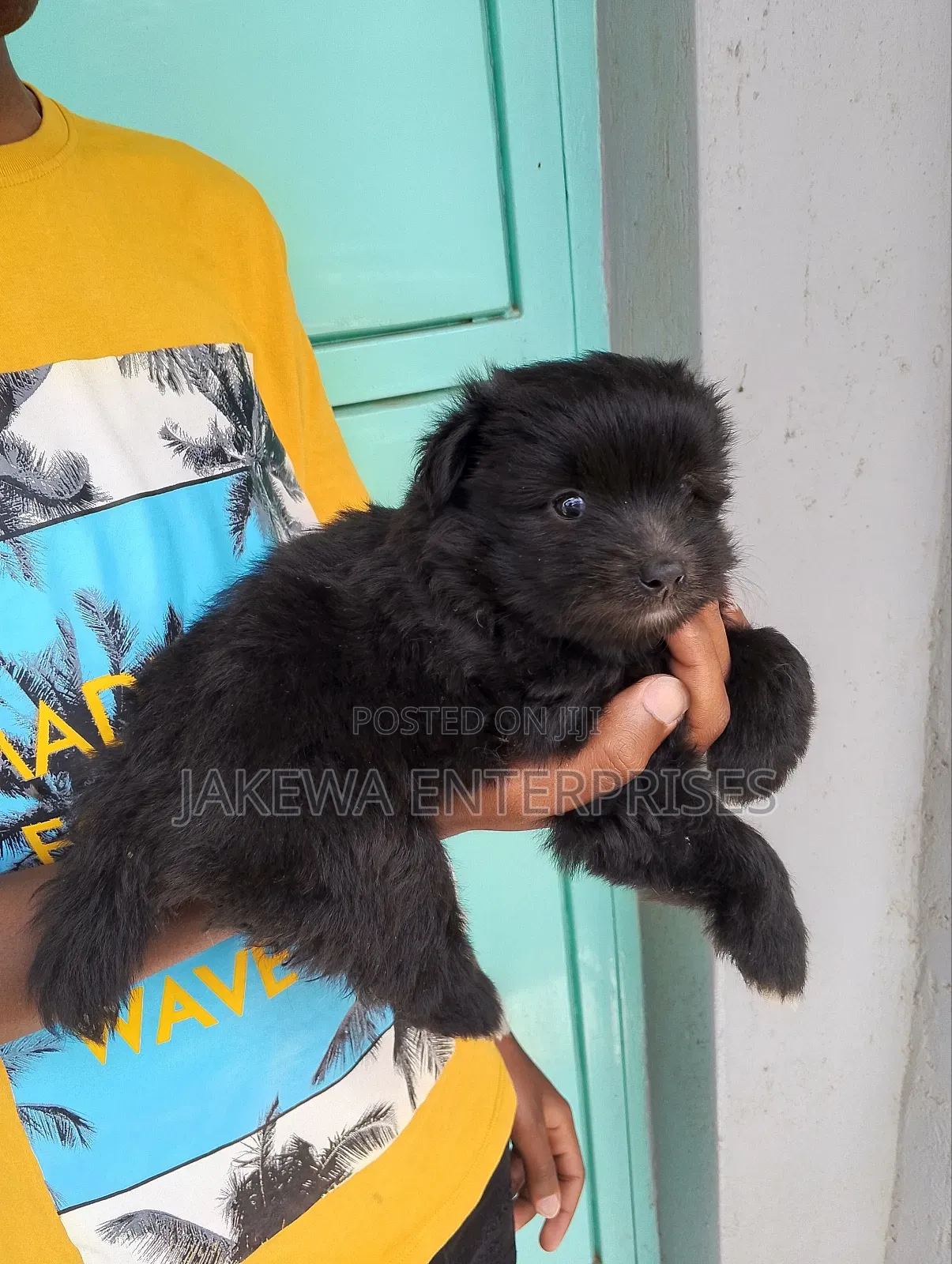 1-3 months Male Purebred Havanese