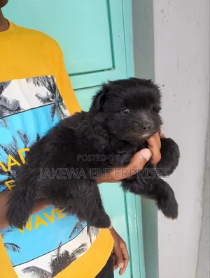 1-3 months Male Purebred Havanese