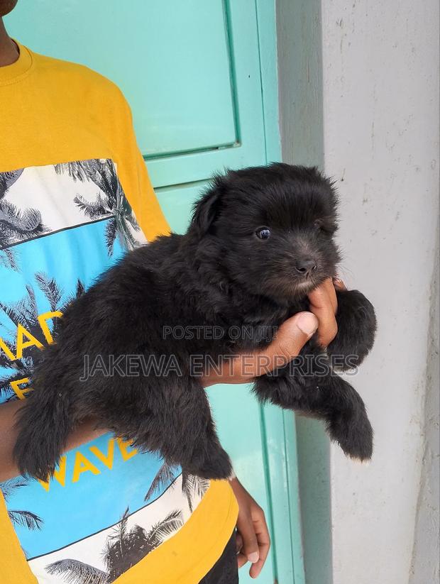 1-3 months Male Purebred Havanese